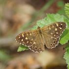 Waldbrettspiel (Pararge aegeria tircis)