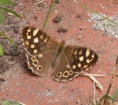 Waldbrettspiel (Pararge aegeria) - Wieder in unserem Garten