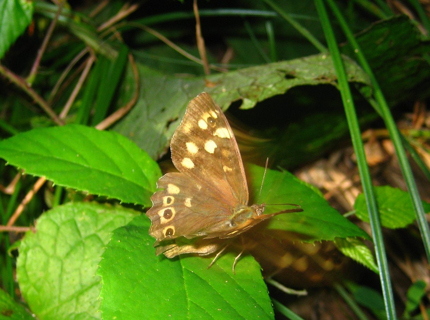 Waldbrettspiel Pararge aegerina (?)