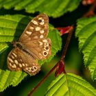 Waldbrettspiel  (Pararge argeria)