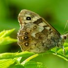 Waldbrettspiel (Pararge egeria)