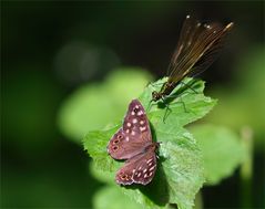 Waldbrettspiel und Prachtlibelle