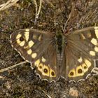 Waldbrettspiel w. (Pararge aegeria) 