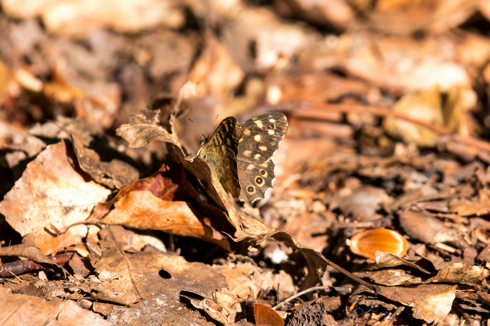 Waldbrettspieler  im Herbstlaub