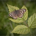 Waldbrettspielfalter