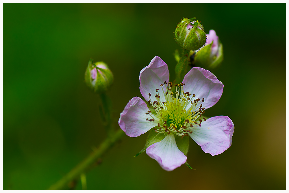 Waldbrombeerblüte