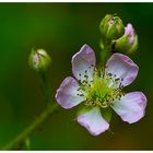 Waldbrombeerblüte