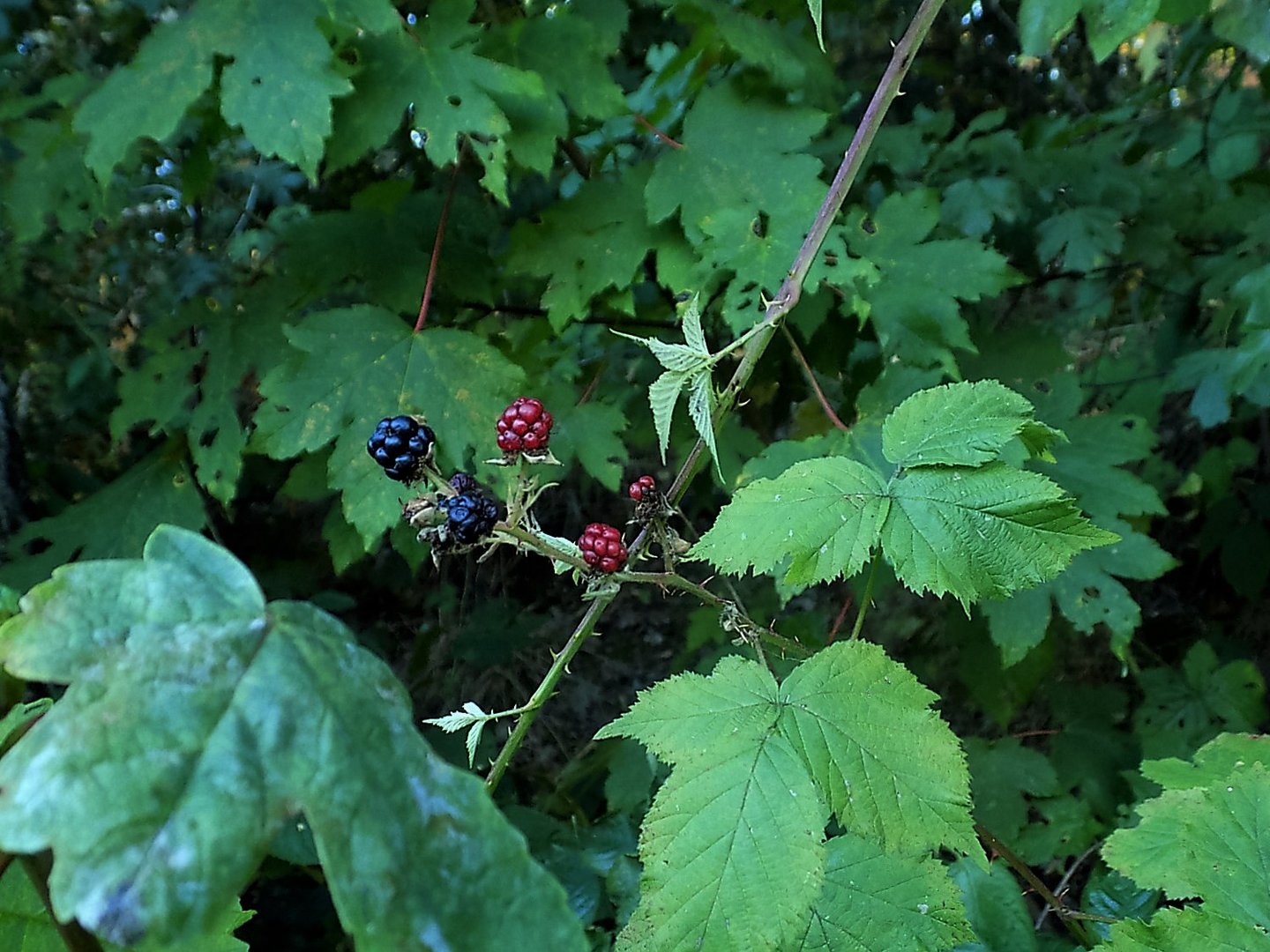 Waldbrombeeren