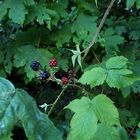 Waldbrombeeren