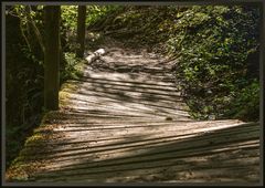 Waldbrücke