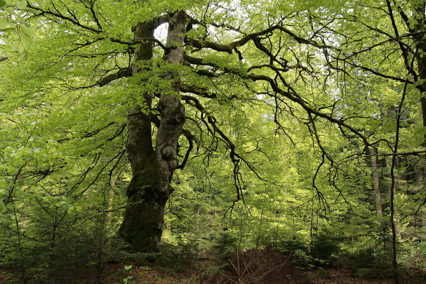 Waldbuche