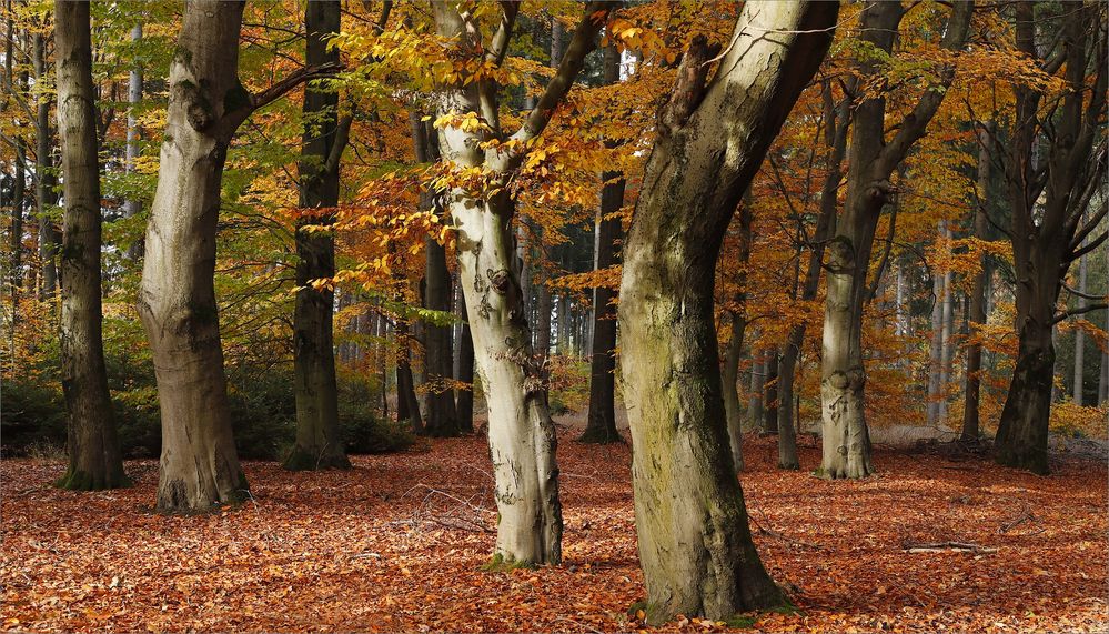 Waldbuchen 