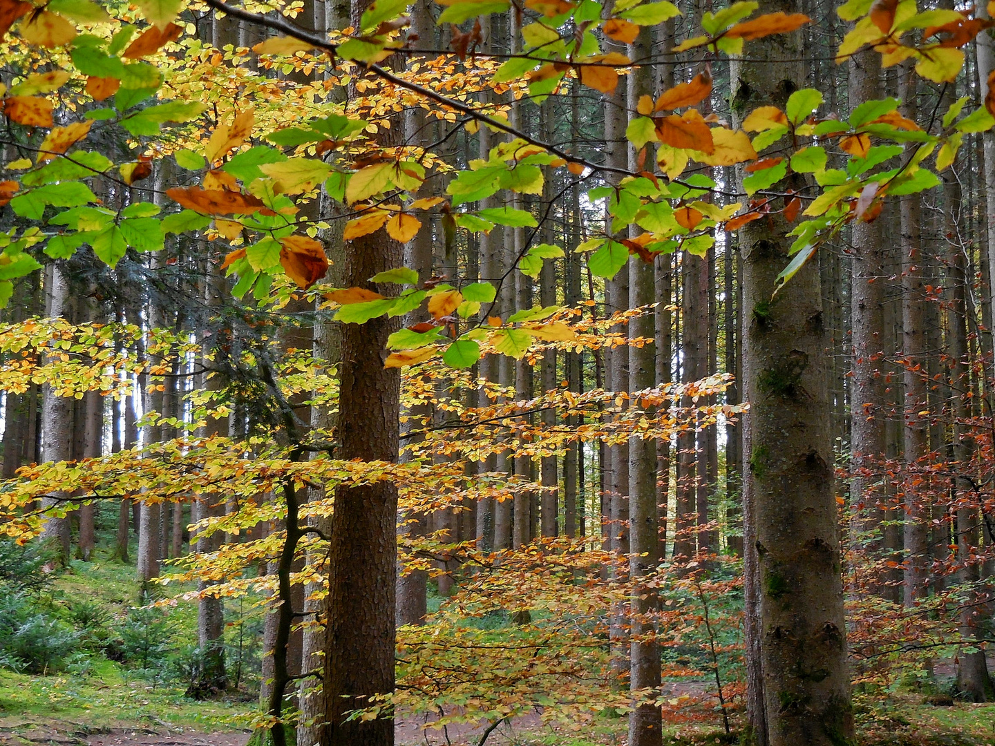 Waldbunt