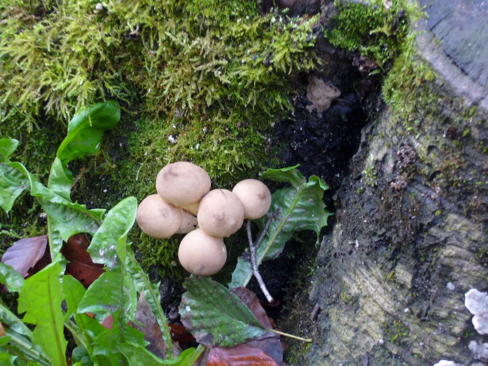 Waldbusen