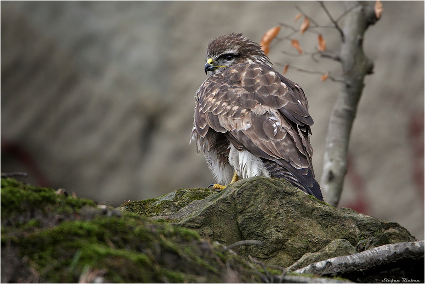 "Waldbussard"