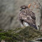 "Waldbussard"