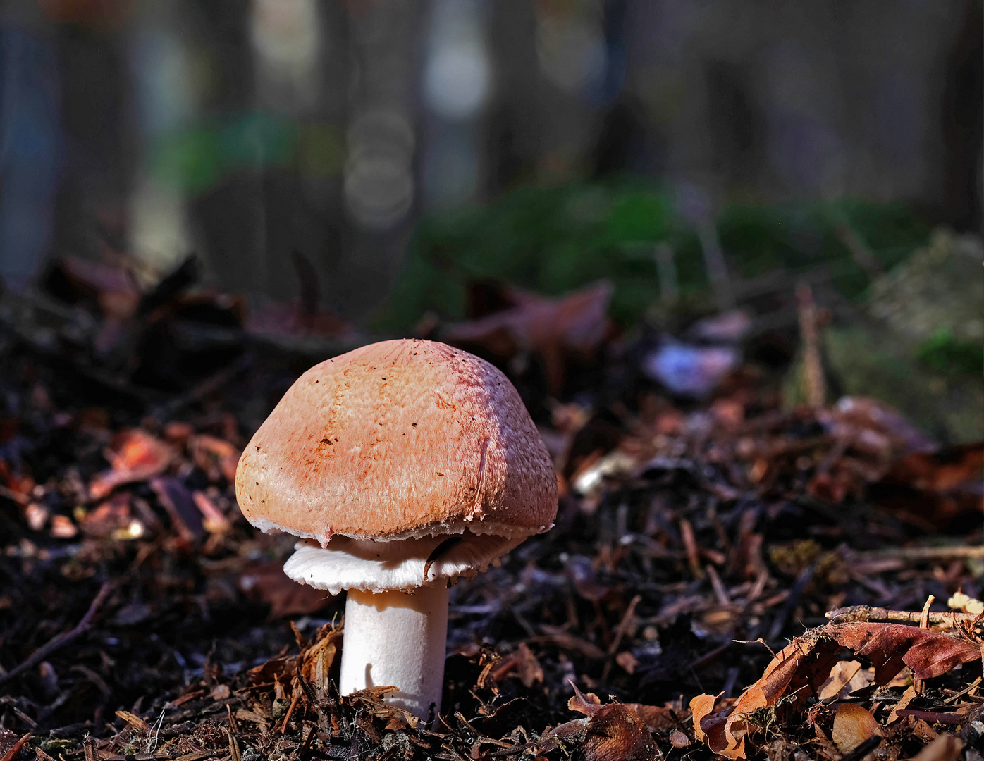 Waldchampignon