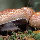 Waldchampignons