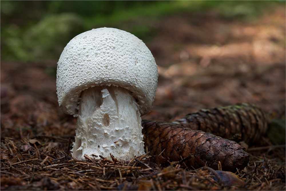 Waldchampignons...