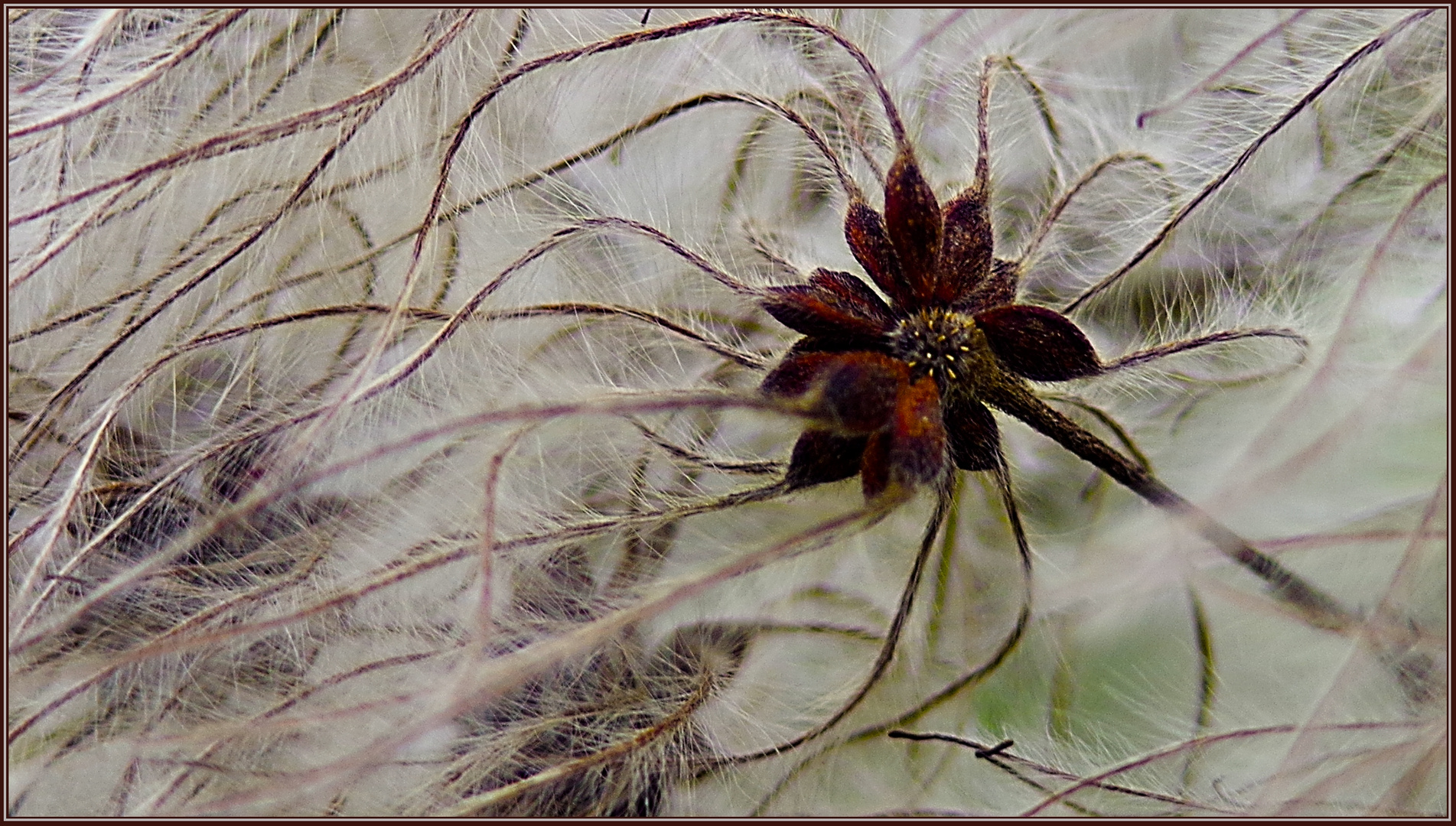 Waldclematis