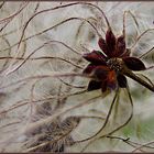 Waldclematis