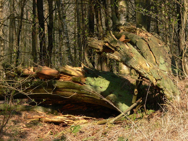 Walddenkmal