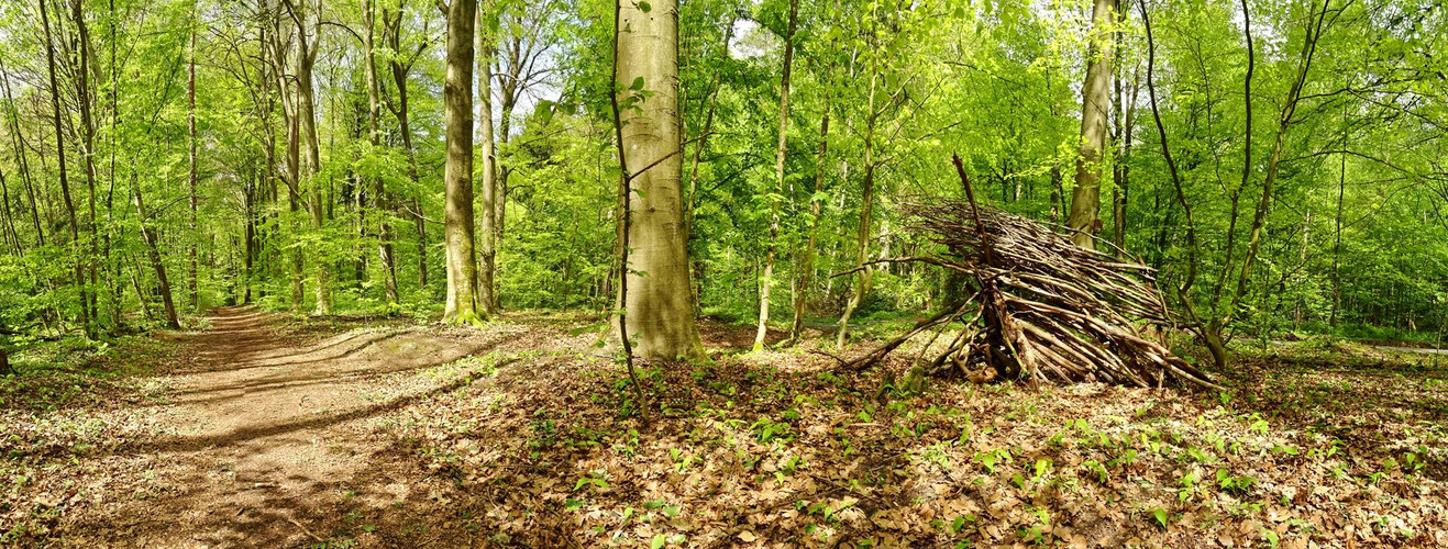 Walddrache am Weg neu 