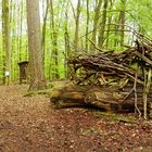 Walddrache am Wegesrand