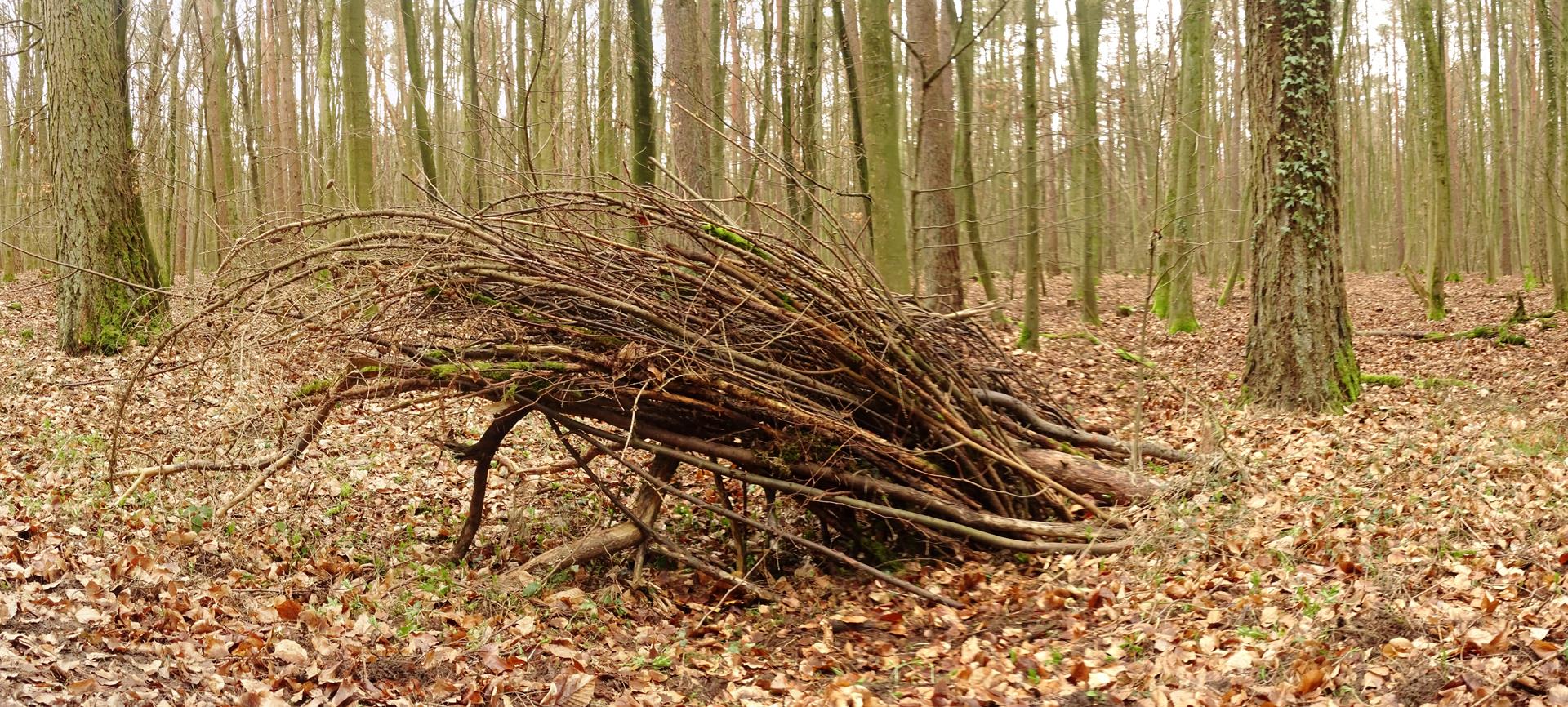 Waldechse im Zimmerer Wald 