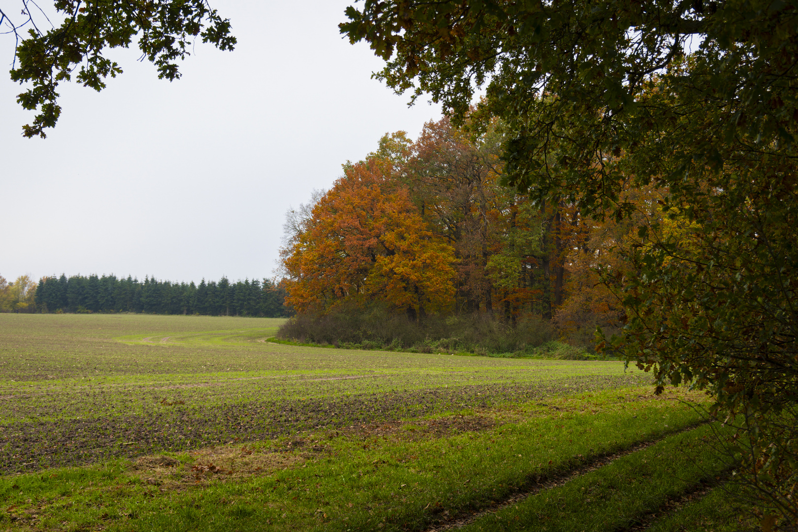 Waldecke im Herbst