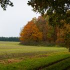 Waldecke im Herbst