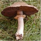 Waldegerling oder Waldchampignon (Agaricus silvaticus)