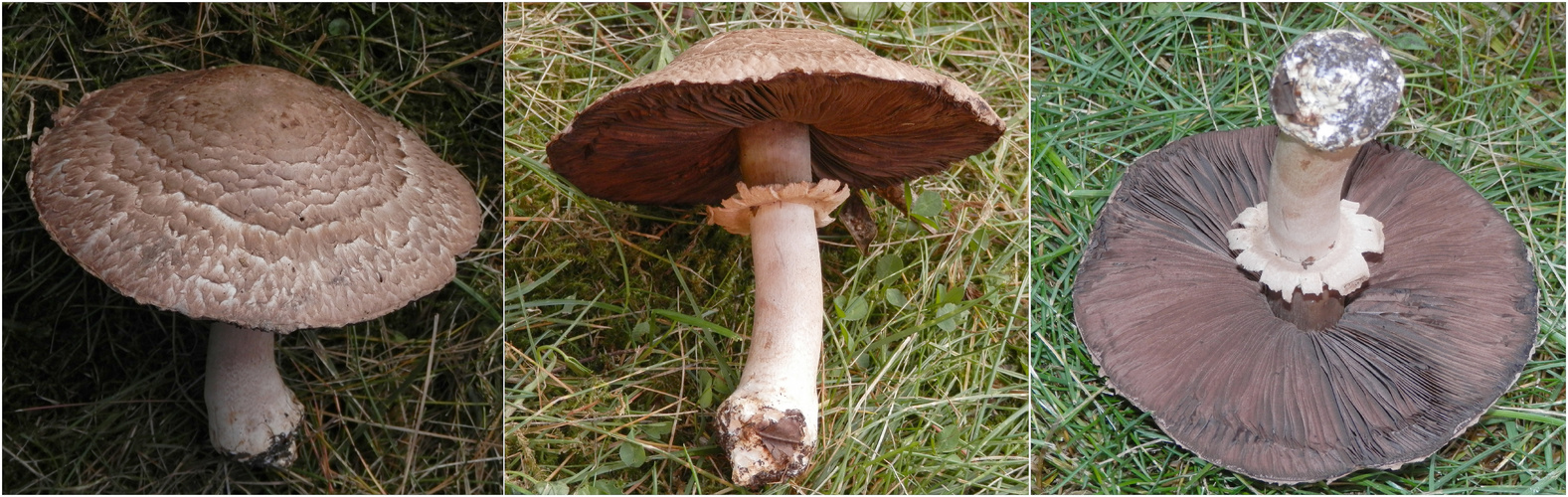 Waldegerling oder Waldchampignon (Agaricus silvaticus)