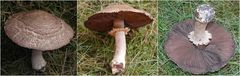 Waldegerling oder Waldchampignon (Agaricus silvaticus)