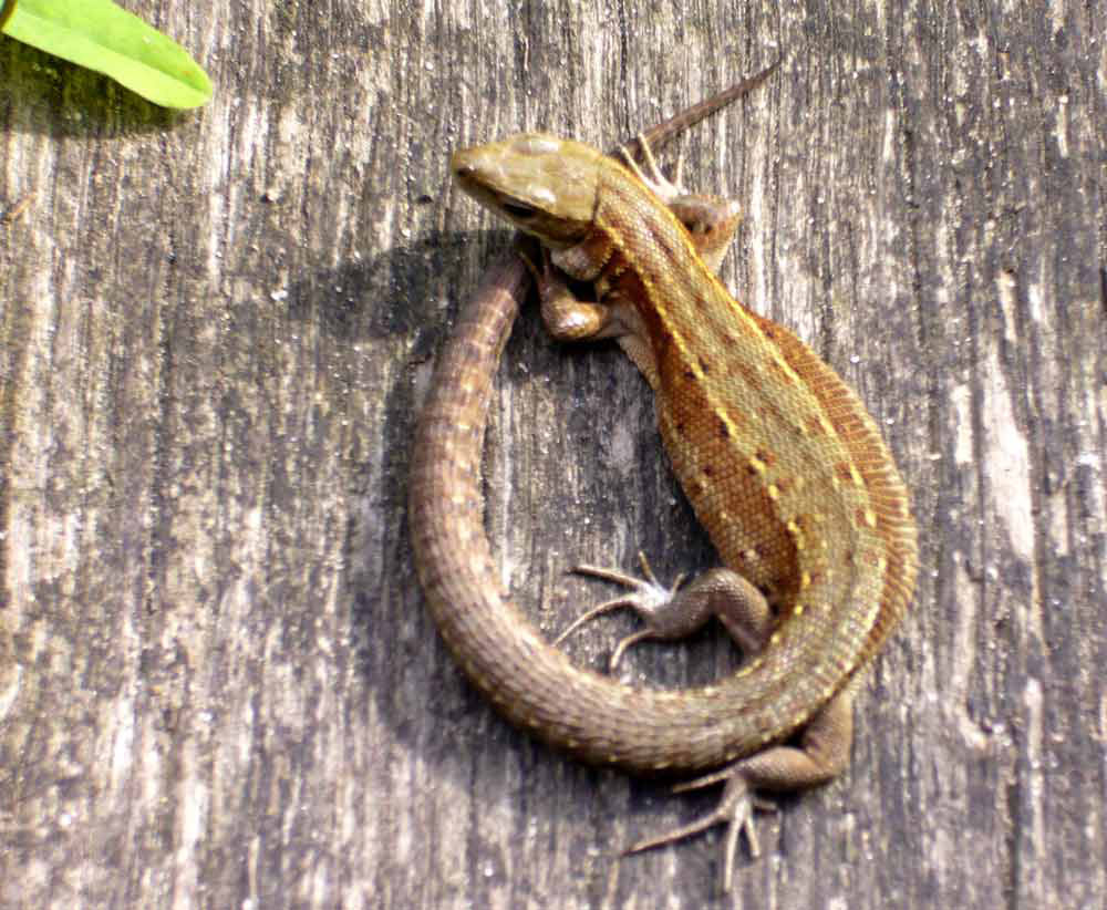 Waldeidechse auf der Seebrücke in Mecklenburg - Zootoca vivipara