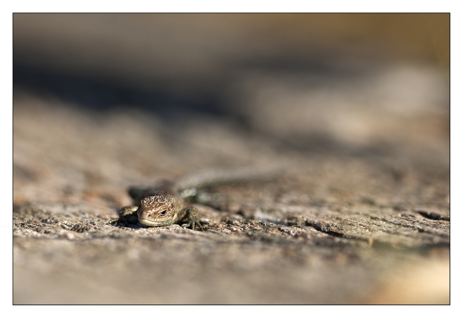 Waldeidechse im Naturschutzgebiet Schellbruch bei Lübeck