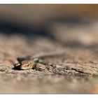 Waldeidechse im Naturschutzgebiet Schellbruch bei Lübeck