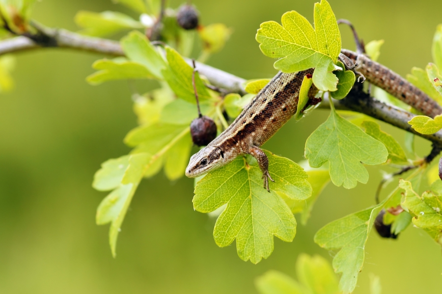 Waldeidechse (Lacerta vivipara)