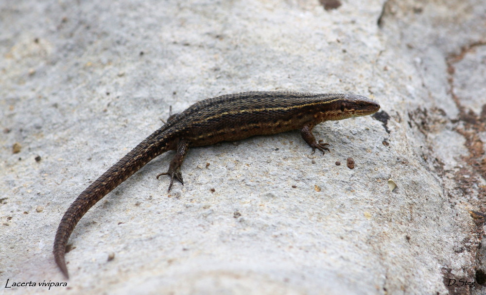 Waldeidechse ( Lacerta )  Zootoca  vivipara  Berner Oberland-Schweiz