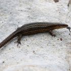 Waldeidechse ( Lacerta )  Zootoca  vivipara  Berner Oberland-Schweiz