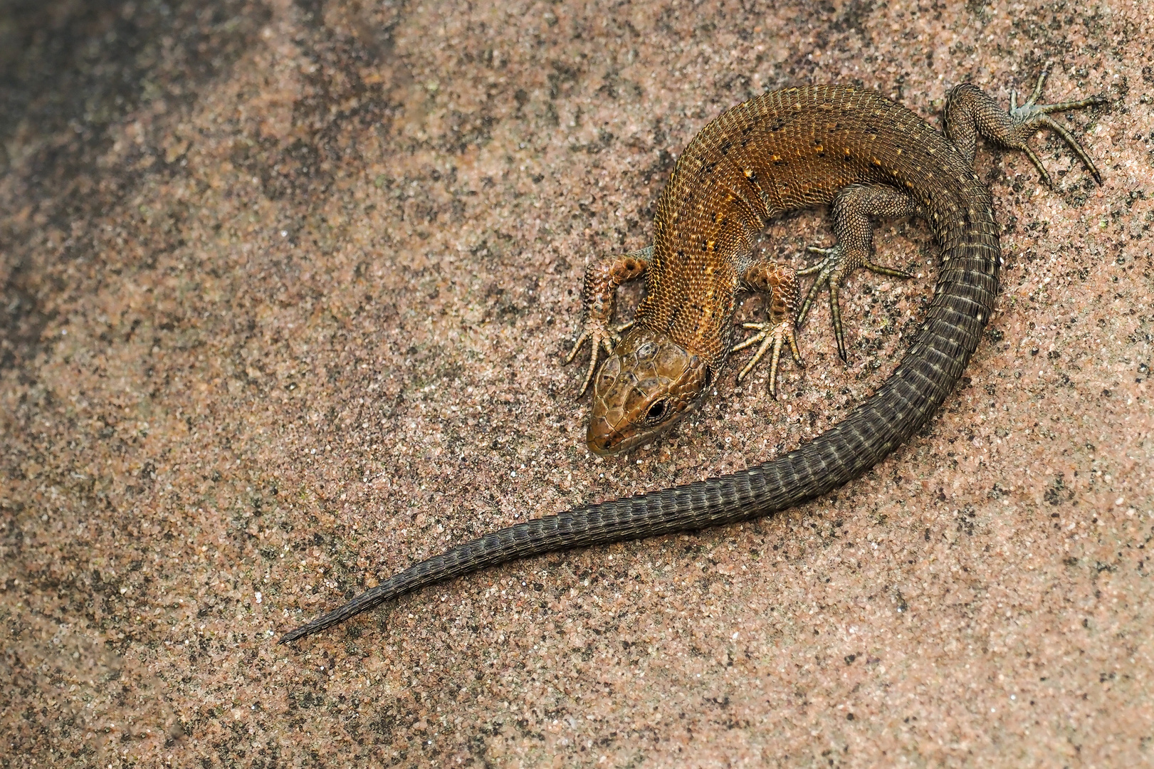 Waldeidechse mini ( Zootoca vivipara)