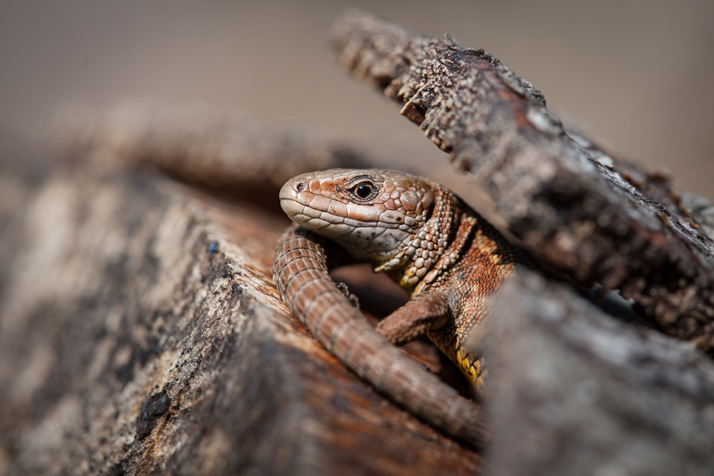 Waldeidechse (Zootoca vivipara