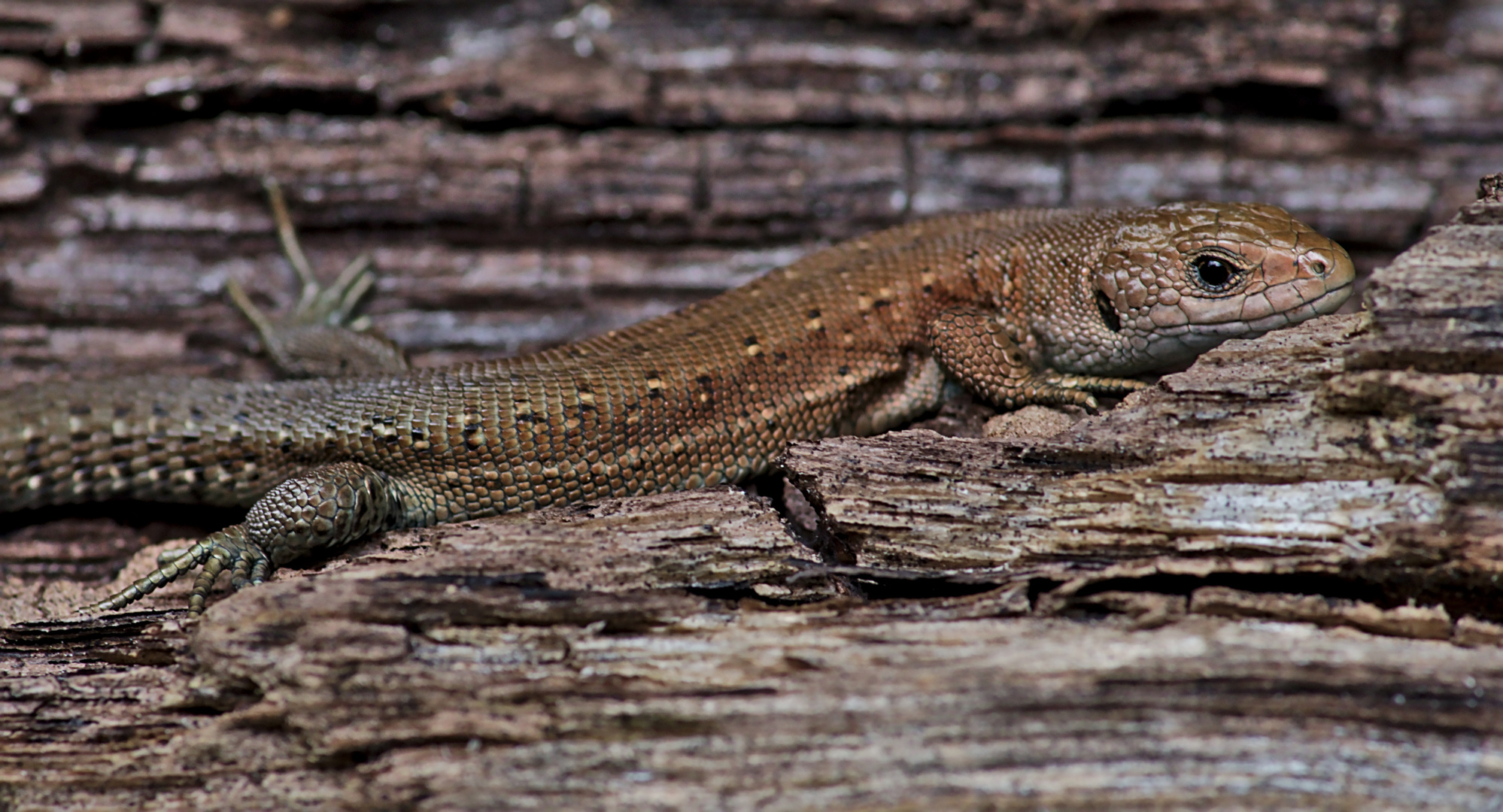 Waldeidechse (Zootoca vivipara) 2