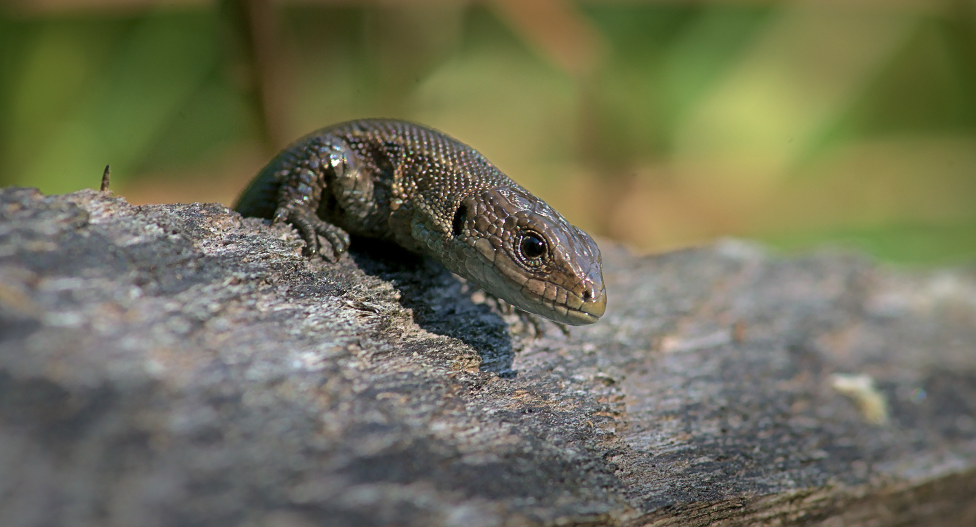 Waldeidechse (Zootoca vivipara) 3