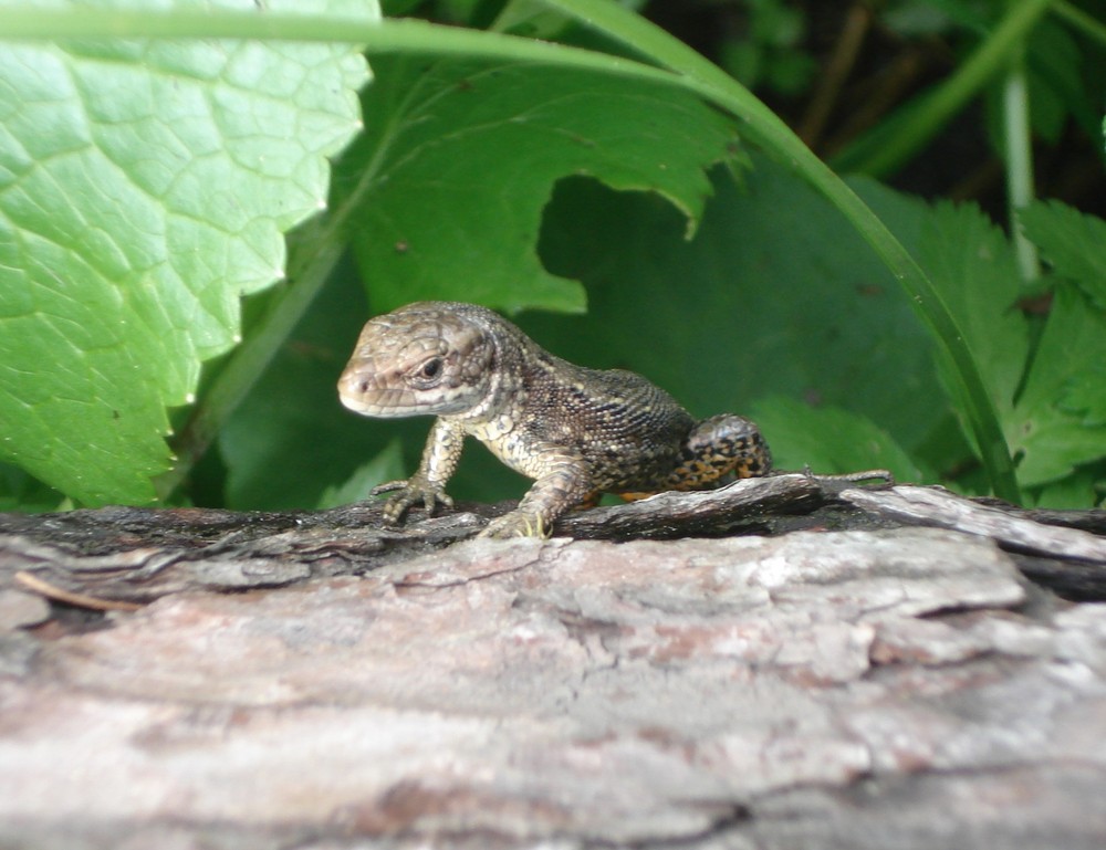 Waldeidechse (Zootoca vivipara)