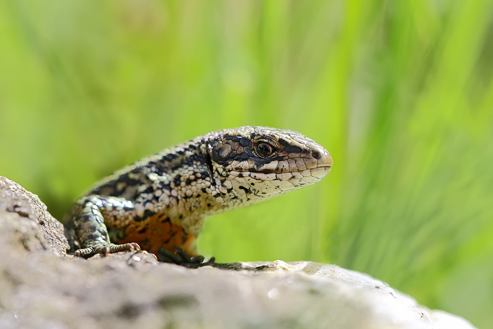 Waldeidechse (Zootoca vivipara)