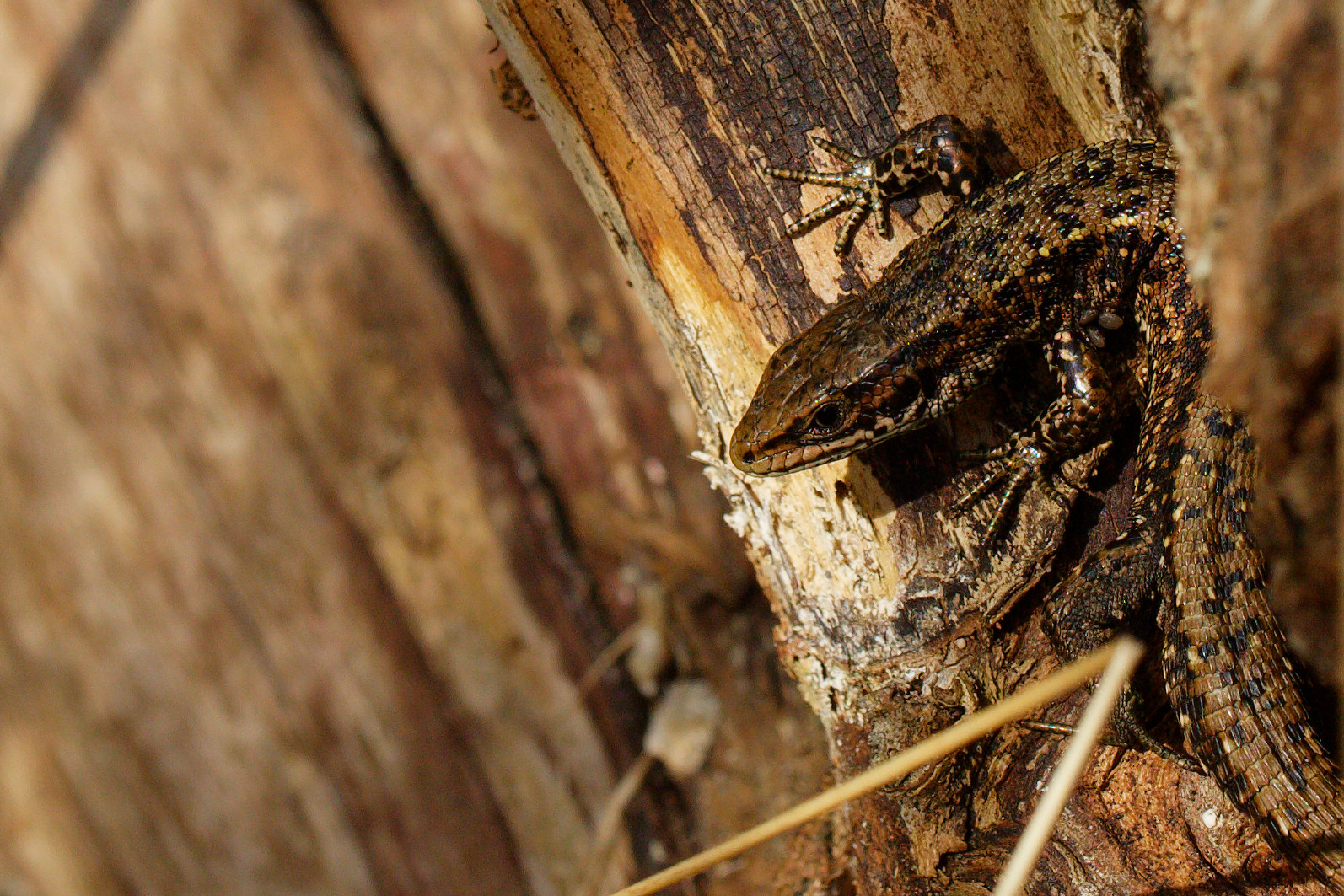 Waldeidechse (Zootoca vivipara)