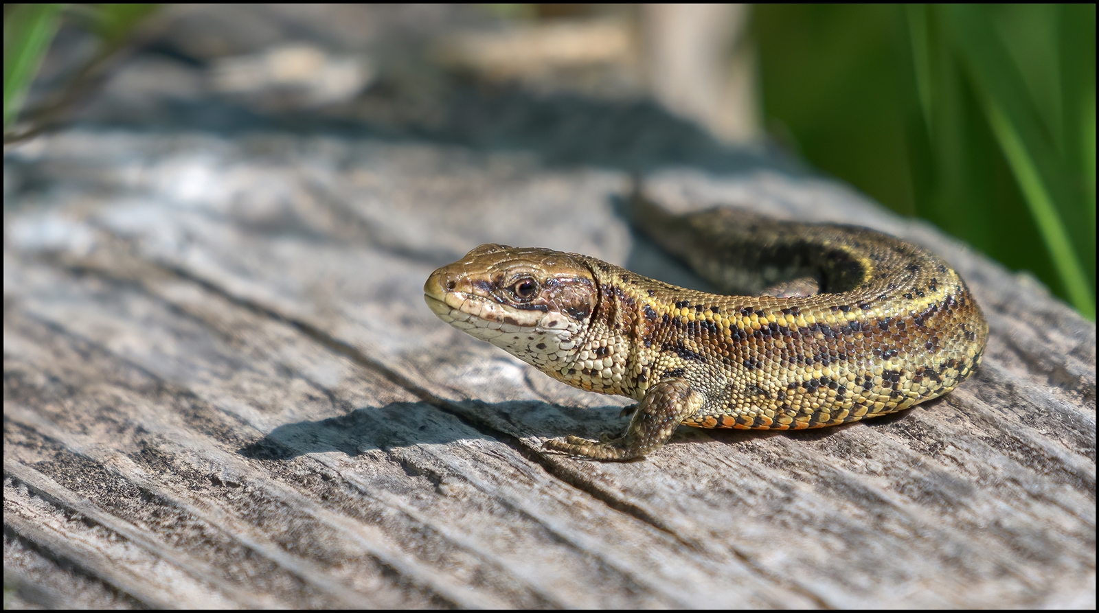 Waldeidechse (  Zootoca vivipara )