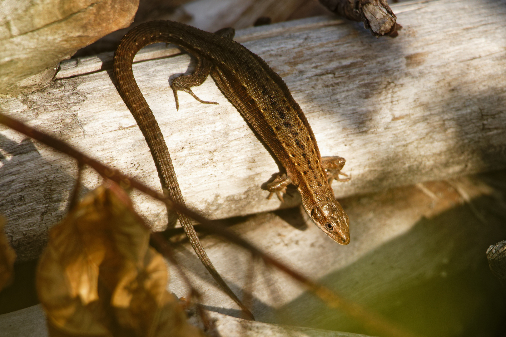 Waldeidechse (Zootoca vivipara)