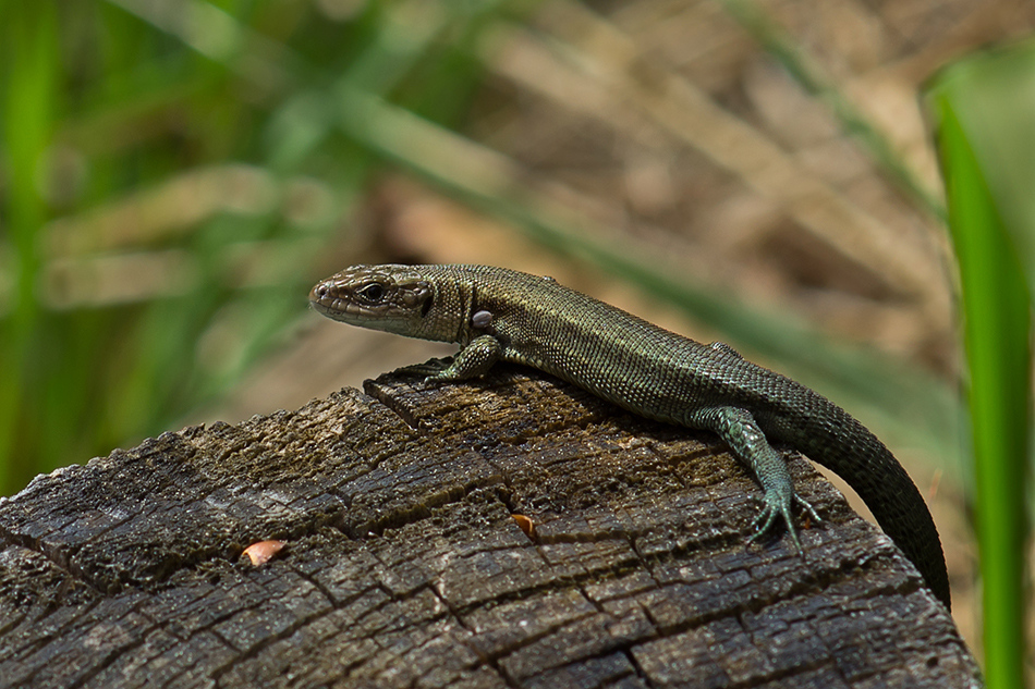 Waldeidechse (Zootoca vivipara)